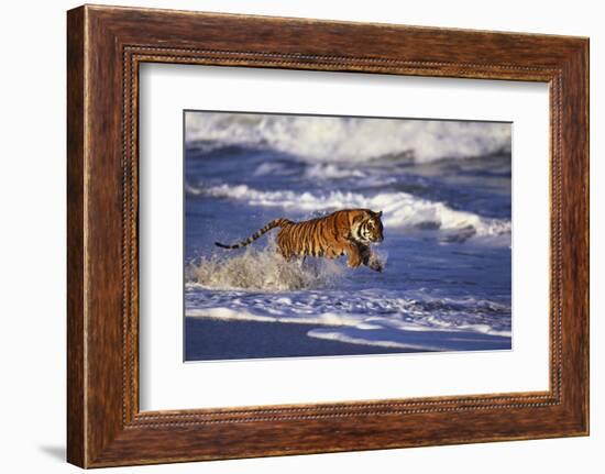 Bengal Tiger Running along the Beach-DLILLC-Framed Photographic Print