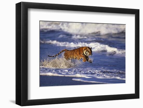 Bengal Tiger Running along the Beach-DLILLC-Framed Photographic Print