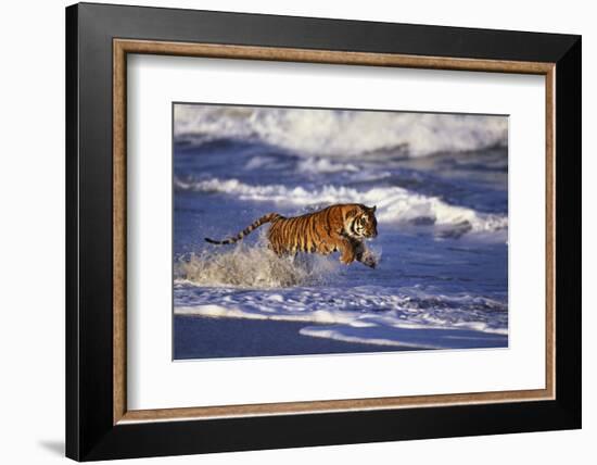 Bengal Tiger Running along the Beach-DLILLC-Framed Photographic Print