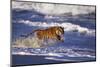 Bengal Tiger Running along the Beach-DLILLC-Mounted Photographic Print