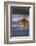 Bengal Tiger Running along the Beach-DLILLC-Framed Photographic Print