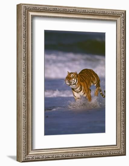 Bengal Tiger Running along the Beach-DLILLC-Framed Photographic Print