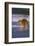 Bengal Tiger Running along the Beach-DLILLC-Framed Photographic Print