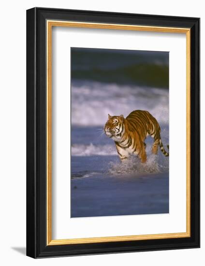 Bengal Tiger Running along the Beach-DLILLC-Framed Photographic Print