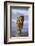 Bengal Tiger Running along the Beach-DLILLC-Framed Photographic Print