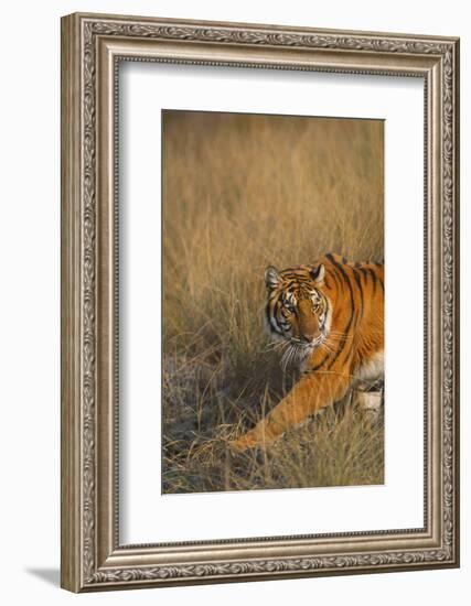 Bengal Tiger Running in Field-DLILLC-Framed Photographic Print