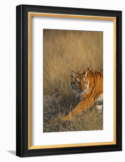 Bengal Tiger Running in Field-DLILLC-Framed Photographic Print