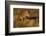 Bengal Tiger Running in Field-DLILLC-Framed Photographic Print