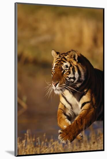 Bengal Tiger Running in Field-DLILLC-Mounted Photographic Print