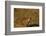 Bengal Tiger Running in Field-DLILLC-Framed Photographic Print