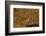 Bengal Tiger Running in Field-DLILLC-Framed Photographic Print