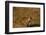 Bengal Tiger Running in Field-DLILLC-Framed Photographic Print