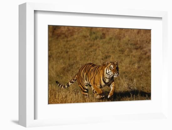 Bengal Tiger Running in Field-DLILLC-Framed Photographic Print