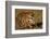 Bengal Tiger Running in Field-DLILLC-Framed Photographic Print