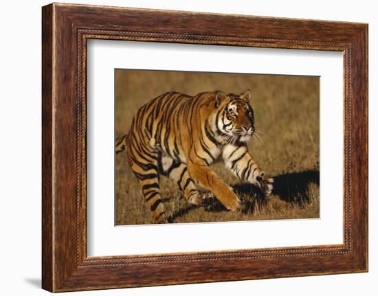 Bengal Tiger Running in Field-DLILLC-Framed Photographic Print