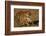 Bengal Tiger Running in Field-DLILLC-Framed Photographic Print