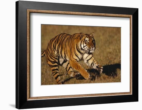 Bengal Tiger Running in Field-DLILLC-Framed Photographic Print