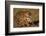 Bengal Tiger Running in Field-DLILLC-Framed Photographic Print