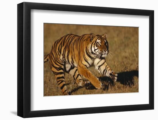 Bengal Tiger Running in Field-DLILLC-Framed Photographic Print