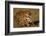 Bengal Tiger Running in Field-DLILLC-Framed Photographic Print