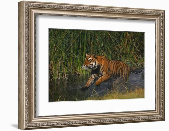 Bengal Tiger Running in Marsh-DLILLC-Framed Photographic Print