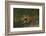 Bengal Tiger Running in Marsh-DLILLC-Framed Photographic Print