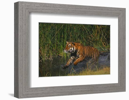 Bengal Tiger Running in Marsh-DLILLC-Framed Photographic Print