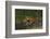 Bengal Tiger Running in Marsh-DLILLC-Framed Photographic Print