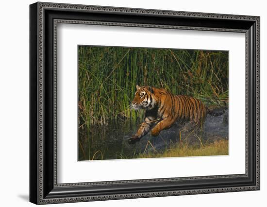 Bengal Tiger Running in Marsh-DLILLC-Framed Photographic Print