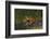 Bengal Tiger Running in Marsh-DLILLC-Framed Photographic Print