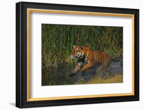 Bengal Tiger Running in Marsh-DLILLC-Framed Photographic Print