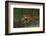 Bengal Tiger Running in Marsh-DLILLC-Framed Photographic Print