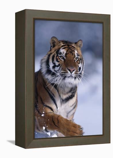 Bengal Tiger Running in Snow-DLILLC-Framed Premier Image Canvas