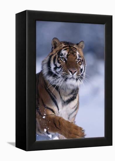 Bengal Tiger Running in Snow-DLILLC-Framed Premier Image Canvas