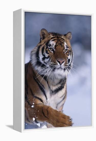 Bengal Tiger Running in Snow-DLILLC-Framed Premier Image Canvas