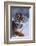 Bengal Tiger Running in Snow-DLILLC-Framed Photographic Print