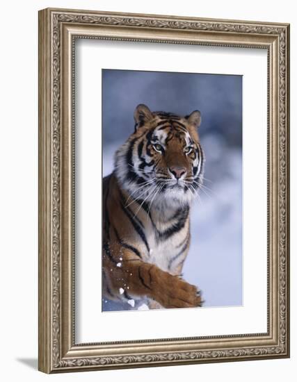 Bengal Tiger Running in Snow-DLILLC-Framed Photographic Print