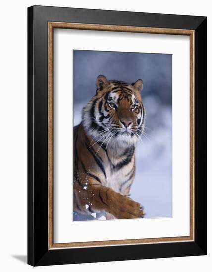 Bengal Tiger Running in Snow-DLILLC-Framed Photographic Print