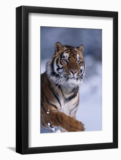 Bengal Tiger Running in Snow-DLILLC-Framed Photographic Print