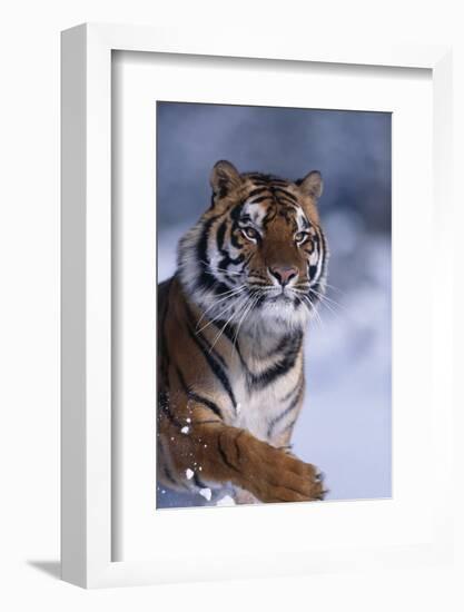 Bengal Tiger Running in Snow-DLILLC-Framed Photographic Print