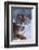 Bengal Tiger Running in Snow-DLILLC-Framed Photographic Print