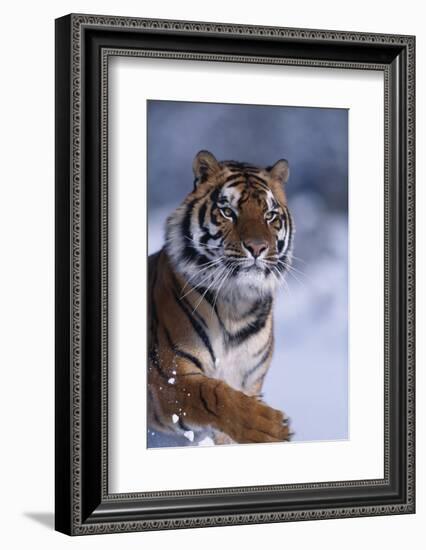 Bengal Tiger Running in Snow-DLILLC-Framed Photographic Print