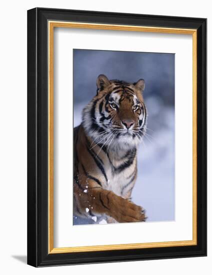 Bengal Tiger Running in Snow-DLILLC-Framed Photographic Print