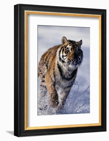 Bengal Tiger Running in Surf-DLILLC-Framed Photographic Print