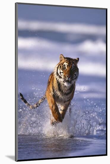 Bengal Tiger Running in Surf-DLILLC-Mounted Photographic Print