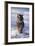 Bengal Tiger Running in Surf-DLILLC-Framed Photographic Print