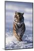 Bengal Tiger Running in Surf-DLILLC-Mounted Photographic Print