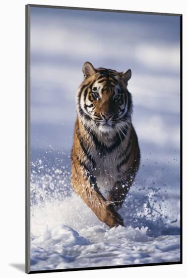 Bengal Tiger Running in Surf-DLILLC-Mounted Photographic Print