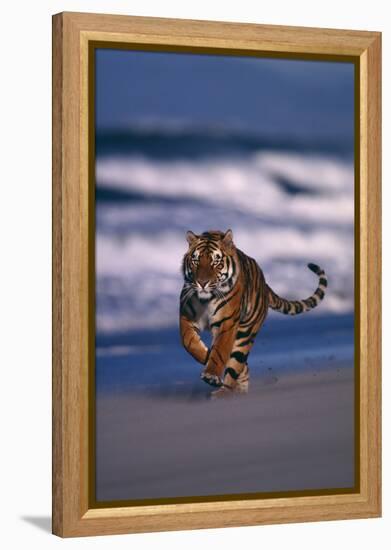 Bengal Tiger Running on Beach-DLILLC-Framed Premier Image Canvas