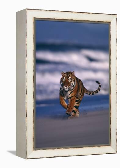 Bengal Tiger Running on Beach-DLILLC-Framed Premier Image Canvas